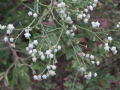 Parthenium bipinnatifidum