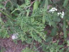 Parthenium bipinnatifidum