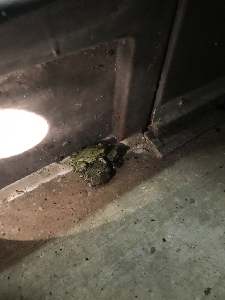 Gray Treefrog Species Complex from Strawberry Rd, Saint Albans, WV, US