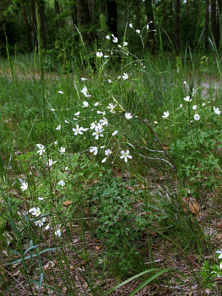 Eremogone procera