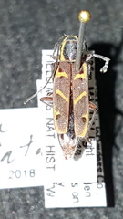 Saperda tridentata