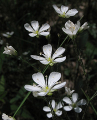 Eremogone procera