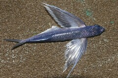 Spotfin Flyingfish photo 4