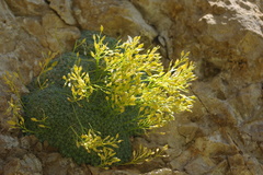 Draba mollissima