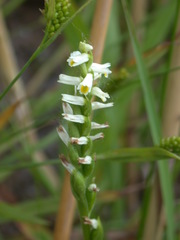 Spiranthes lucida