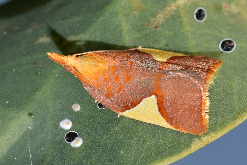 Arotrophora cosmoplaca