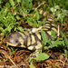 Barred Tiger Salamander - Photo (c) Beren Erkan (herper/photographer), some rights reserved (CC BY-NC), uploaded by Beren Erkan (herper/photographer)