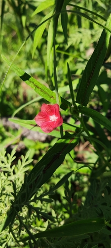 Anoda reticulata