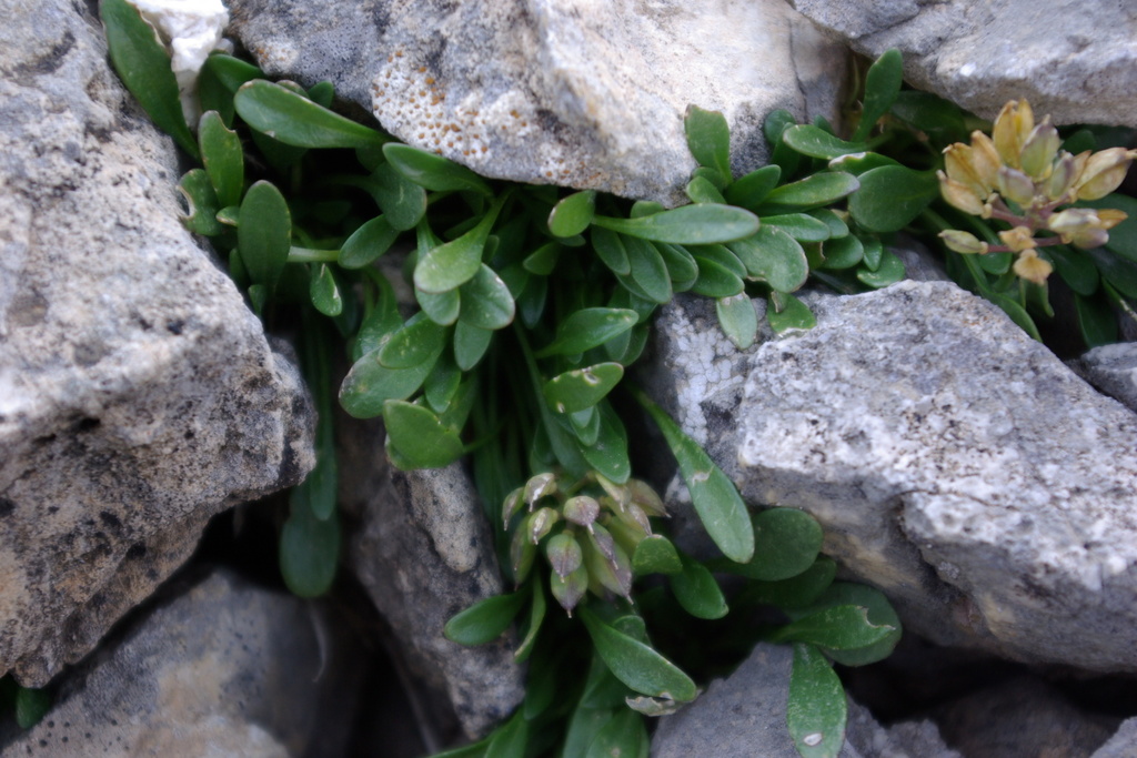 Noccaea pumila