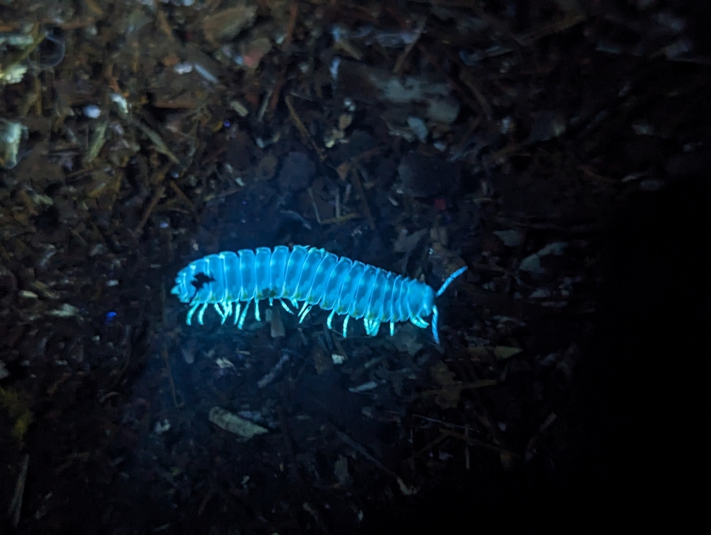 Apheloria montana