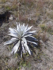 Celmisia semicordata stricta