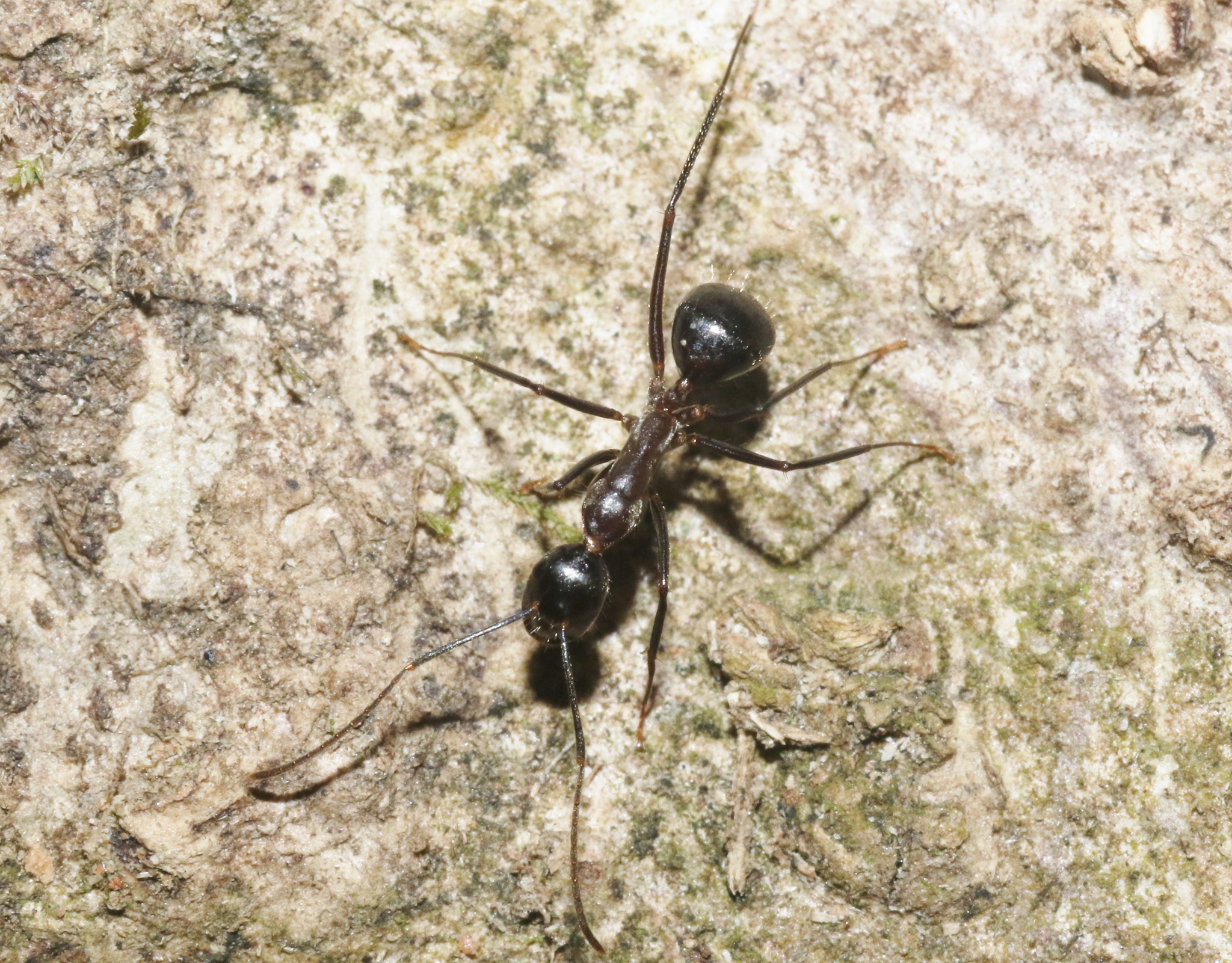 Camponotus crassisquamis