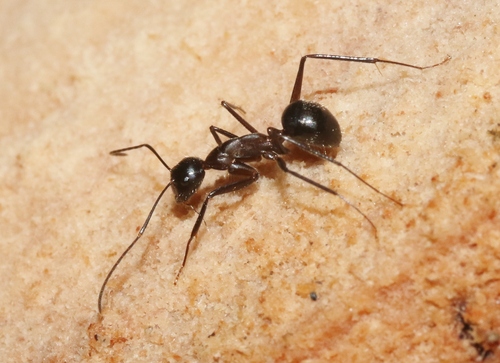 Camponotus crassisquamis