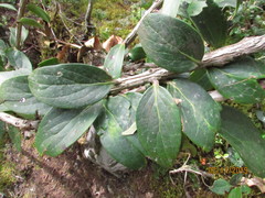 Thibaudia floribunda