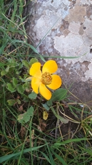 Ranunculus asiaticus