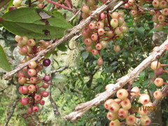 Thibaudia floribunda