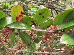 Thibaudia floribunda