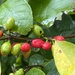 Lindera benzoin - Photo (c) Sandy Wolkenberg, alguns direitos reservados (CC BY), enviado por Sandy Wolkenberg