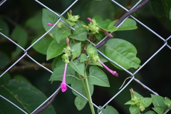 Mirabilis jalapa
