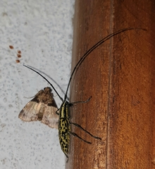 Macrochenus tigrinus