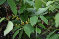 Magnoliopsida