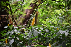 Pachystachys lutea
