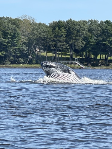 Humpback Whale photographed in Maine