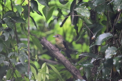 Trichothraupis melanops