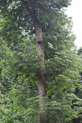 Magnoliopsida