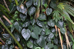Philodendron hederaceum
