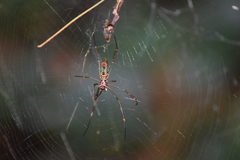 Trichonephila clavipes
