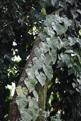Philodendron hederaceum