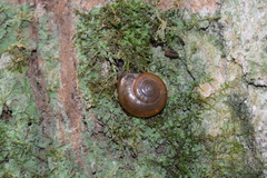 Macrochlamys