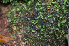 Bryophyta