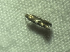 Diploschizia impigritella