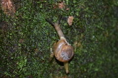 Macrochlamys