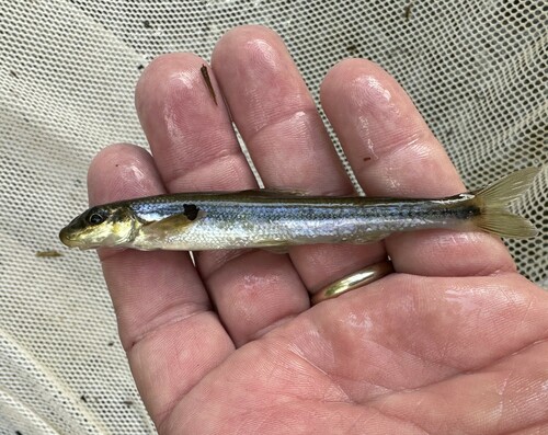 Stargazing minnow (Phenacobius uranops) — Cyprinidae — 2
