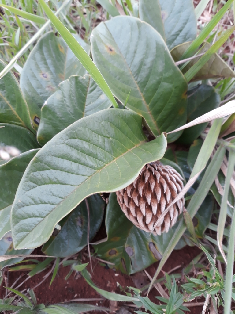 Annona monticola