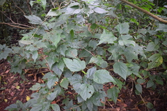 Magnoliopsida