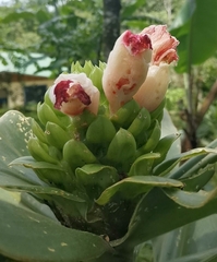 Costus guanaiensis image