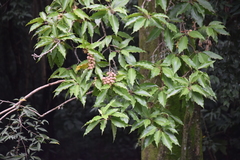 Magnoliopsida