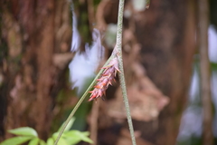 Acanthostachys strobilacea