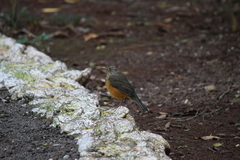 Turdus rufiventris