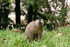Eulemur rufifrons