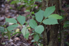 Magnoliopsida