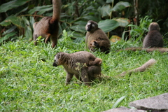 Eulemur rufifrons