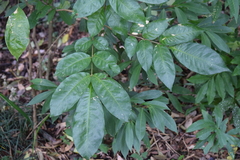 Magnoliopsida