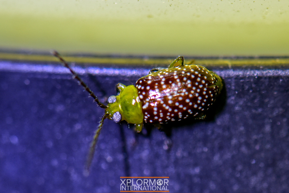 Blepharida irrorata