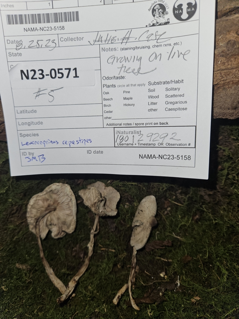 onion-stalk-parasol-from-laurel-park-nc-28739-usa-on-august-25-2023