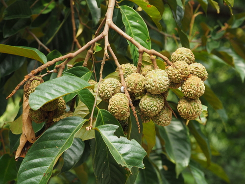 Castanopsis nephelioides